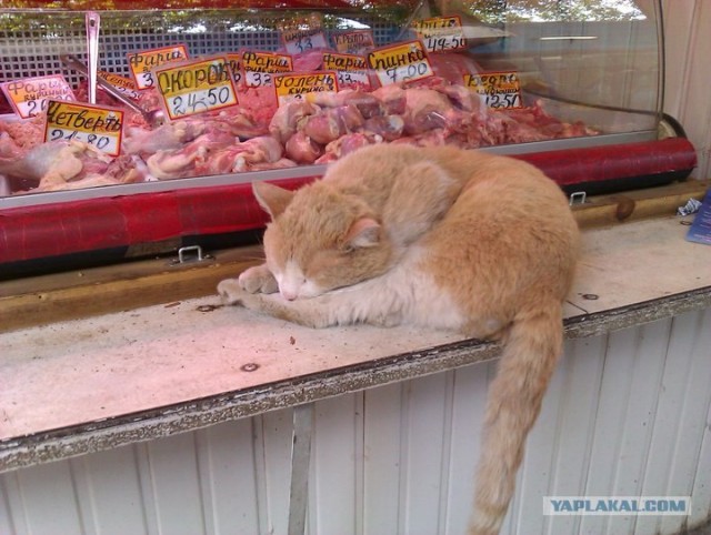 Котовторник 27.12.11