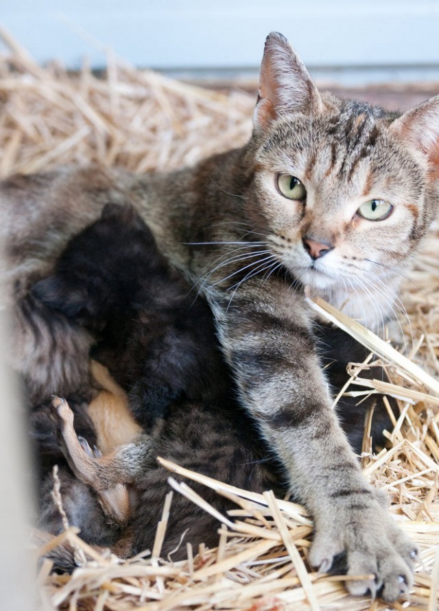 По прозвищу Bushytail ("Пушистый хвост")!