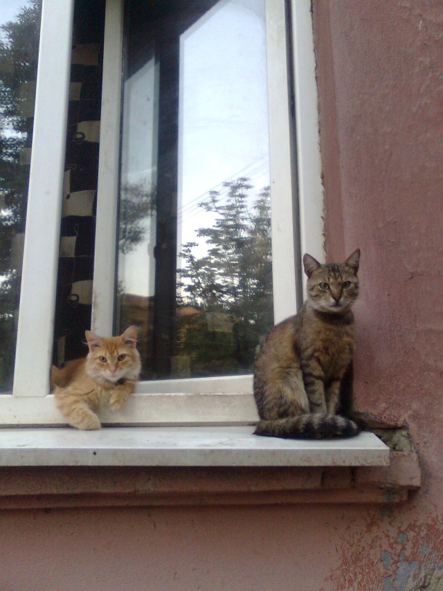 Котовторник 24.07.2012