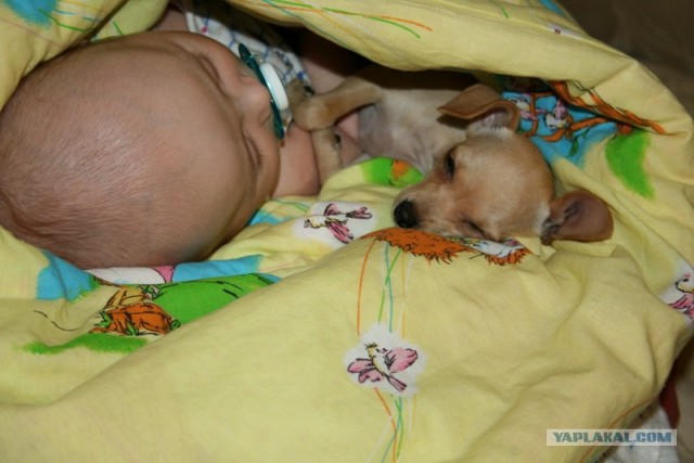 Лучшие друзья навсегда