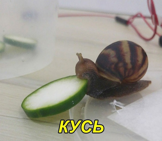 Живность из сети