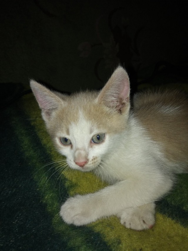 Забавные фото котеек