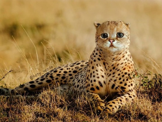Коты везде