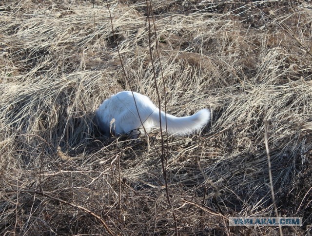 Давайте по котикам, которые с нами на самоизоляции