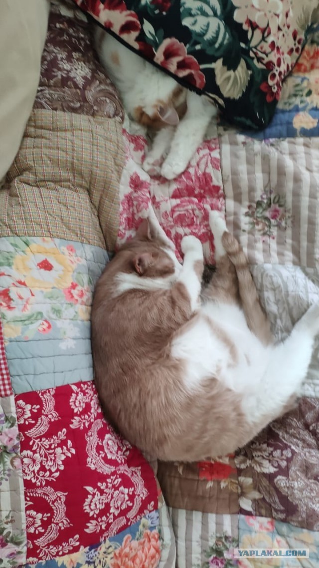 Давайте по котикам, которые с нами на самоизоляции