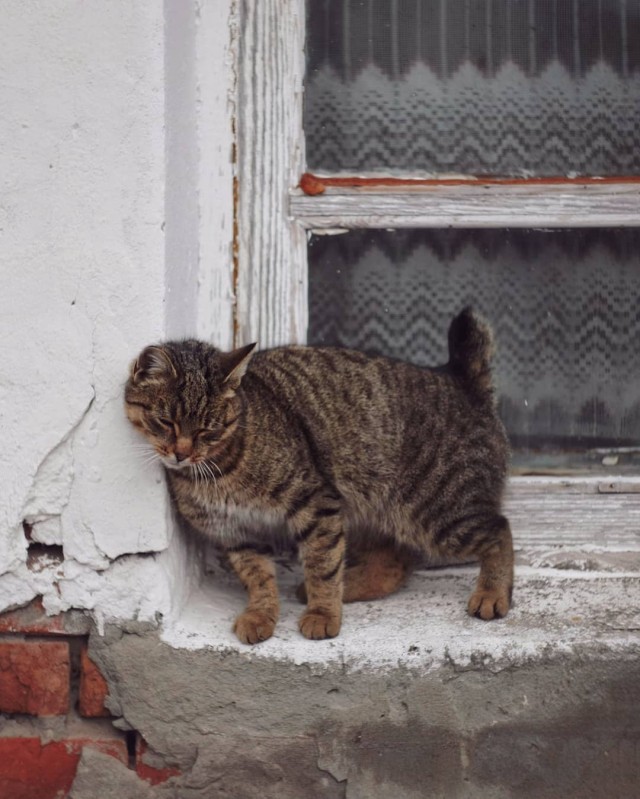 Деревенские котейки