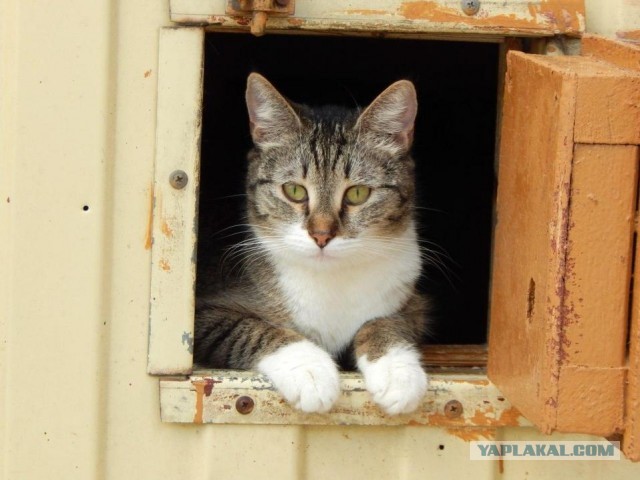 16 животных, которые созданы природой, чтобы удивлять