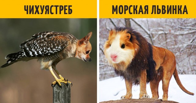 Заказ