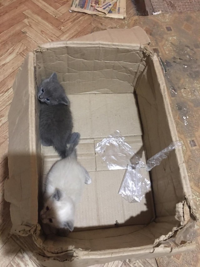 Эти забавные животные