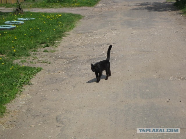 Моя красотка