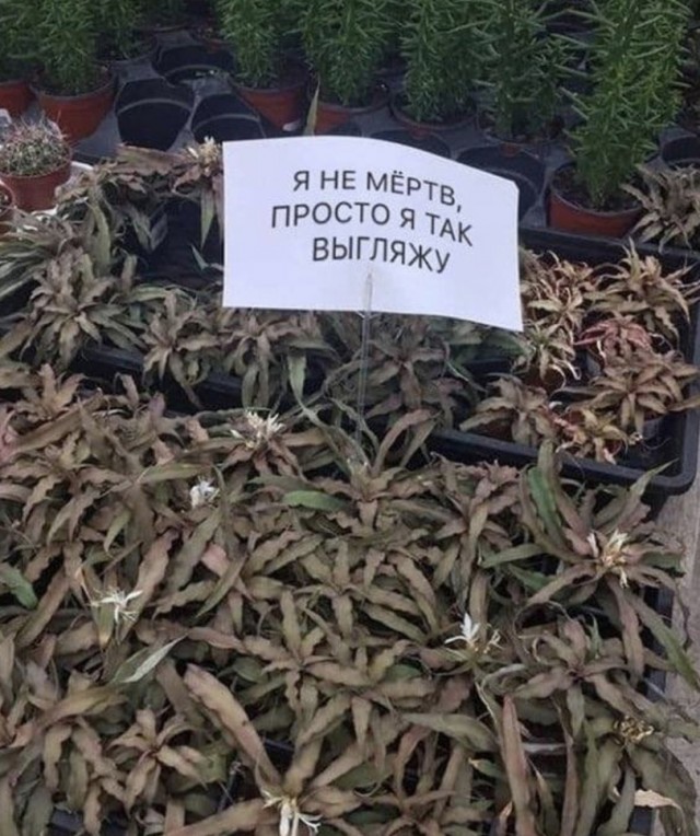 Насохранял