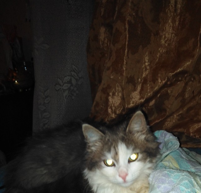 Котовторник - по расписанию!