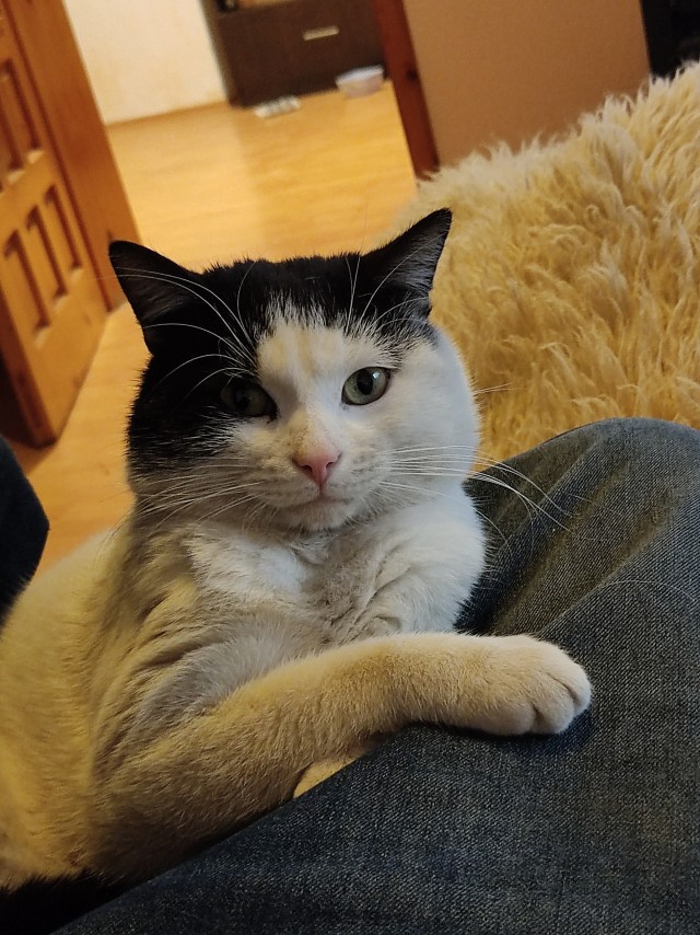 Котовторник от пластилинового рукодела