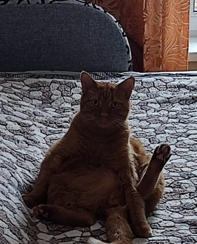 Котовторник