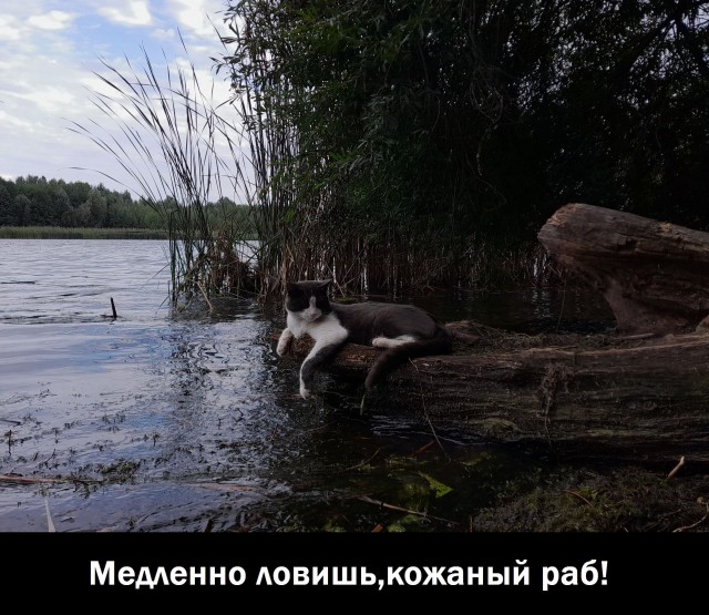 Ждет рыбов