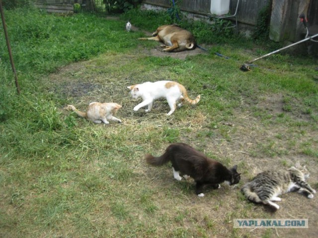 Жизнь домашнего приюта для котеек 410