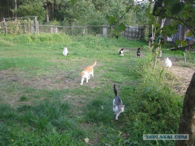 Жизнь домашнего приюта для котеек 413