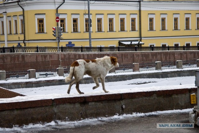 Москва. Утро. 1 января