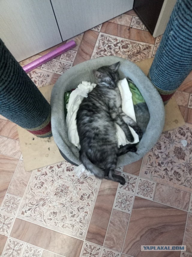 Кто как спит