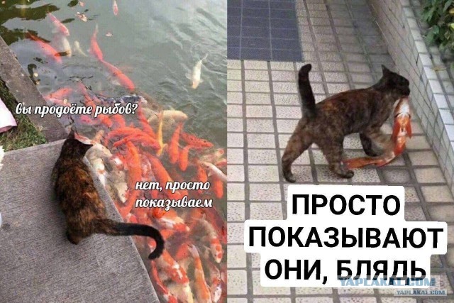 Это обычные коты?...