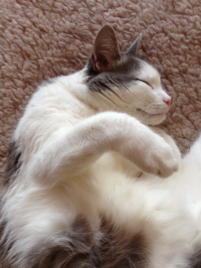 Котовторник 09.04.2013