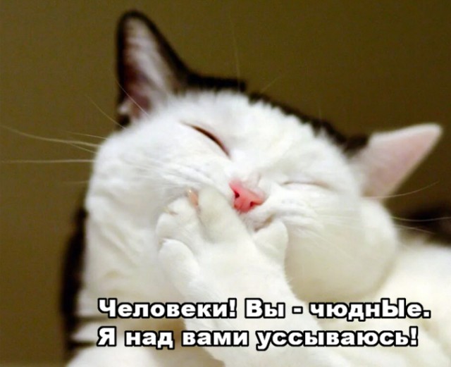 Кошка Вася.