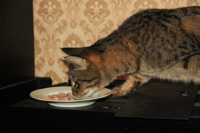 Котовторник  07.05.2013