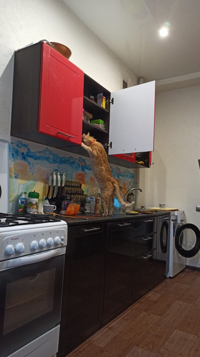 День уважения кошки
