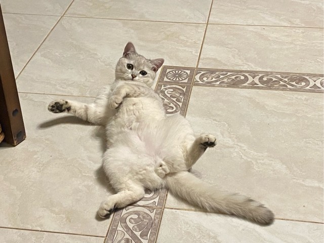 Котовторник в картинках