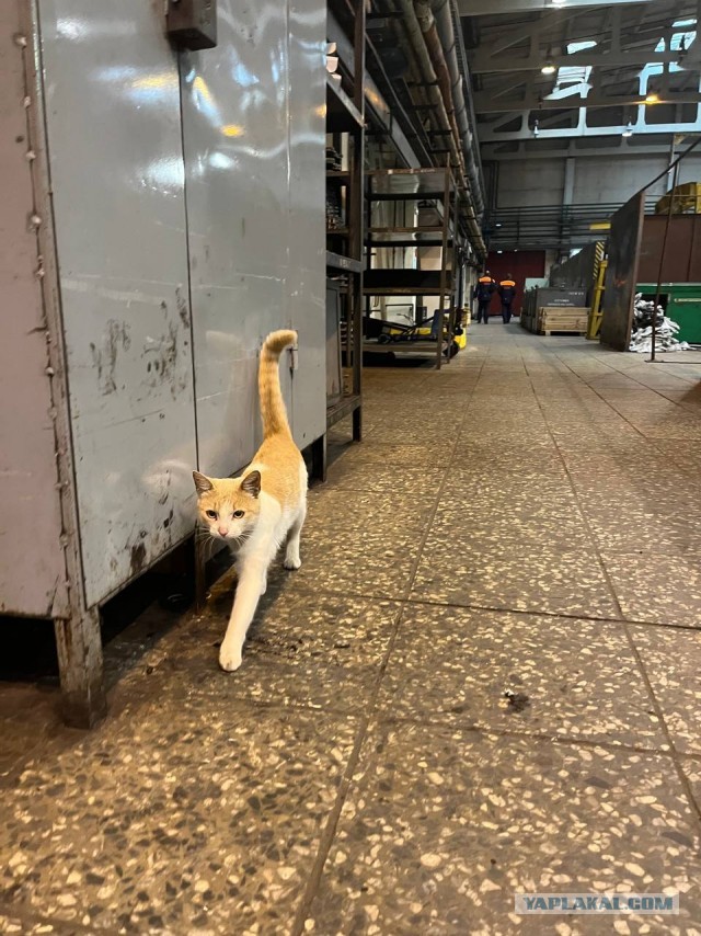 Коты, которые работают на заводах