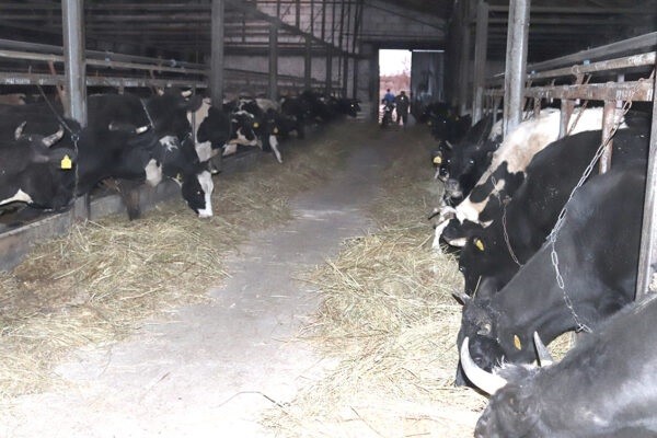 Весна на погарских фермах