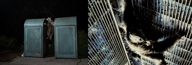 Уши, крылья и прыжки: взгляните на 12 самых забавных фото с животными в истории конкурса Sony World Photography Awards