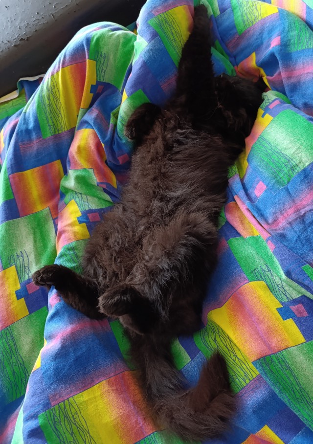 Котосон.