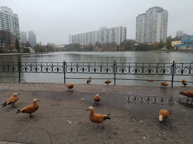 Радость по настоящему