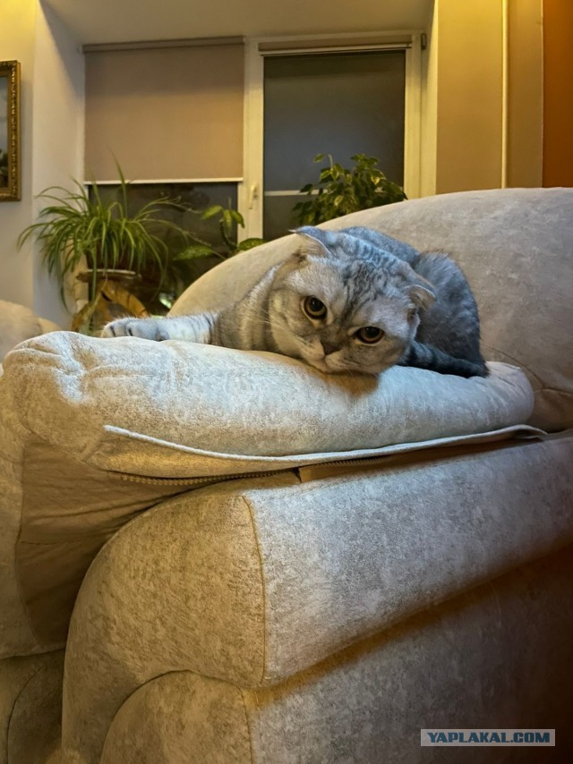 А где коты?