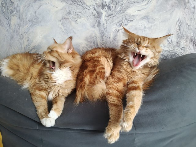 Котов вторник