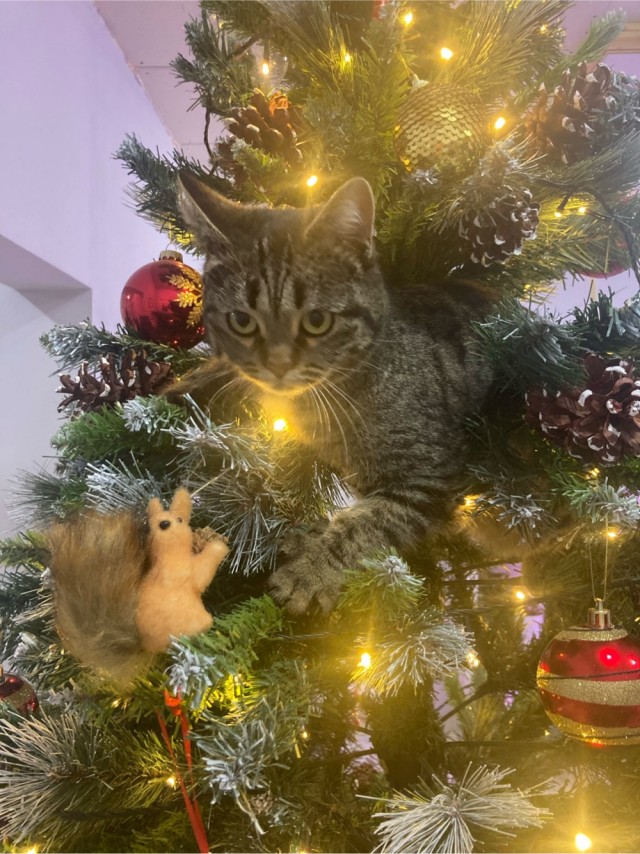 Найди кота
