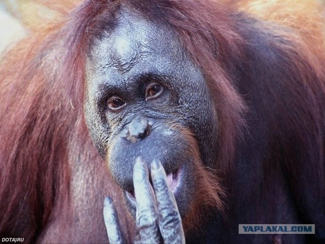 Журналистку "Слона" избили гомофобы