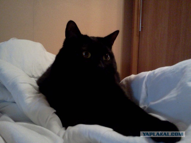 Котовторник 29.10.2013