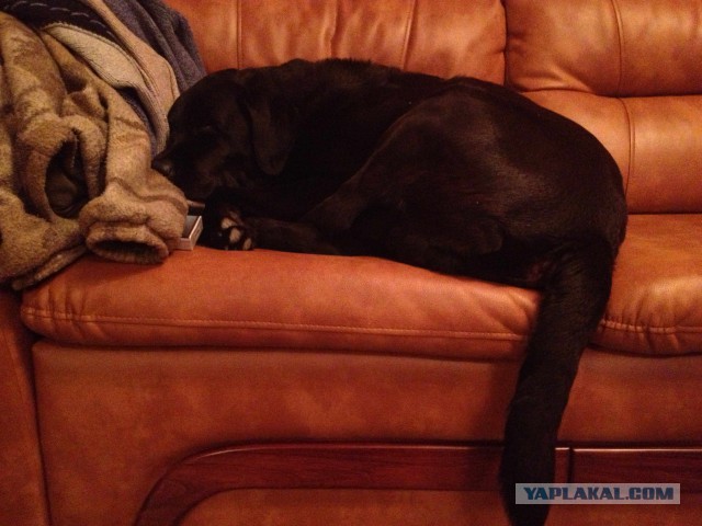 Золотые собаки