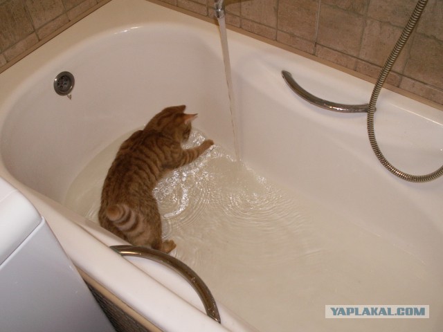 Морской котик, домашний