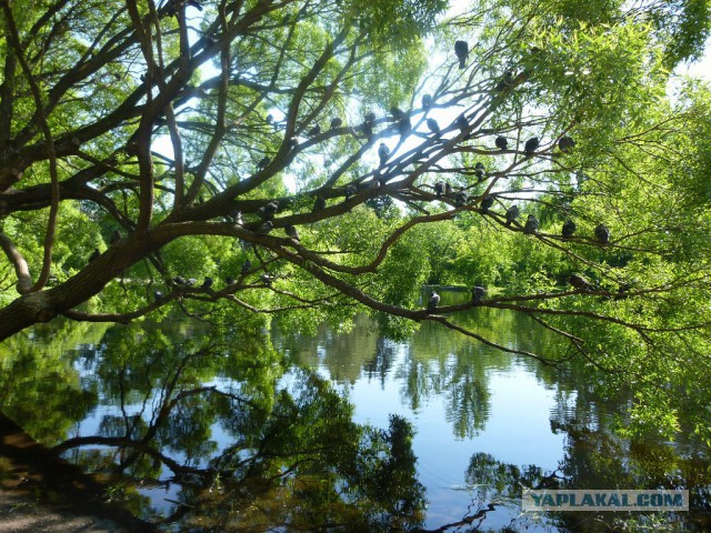 Деревенская Америка