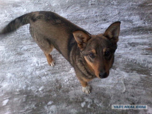 Собакочетверг на 18.12.2014