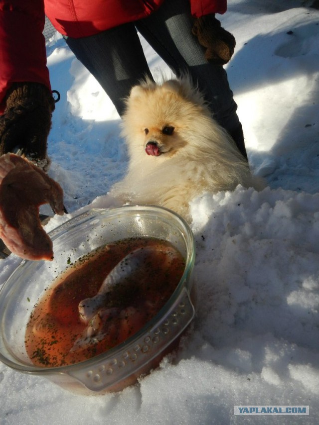 Собакочетверг