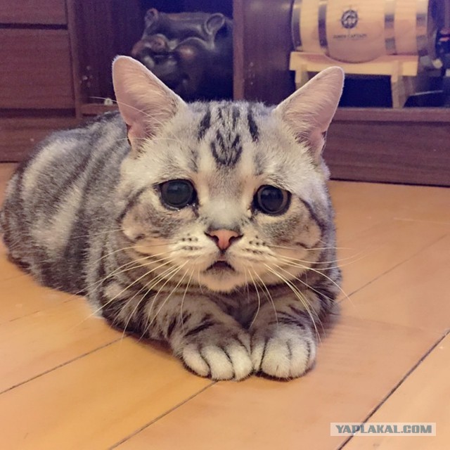 Котовторник