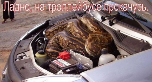 Забавные картинки из Сети