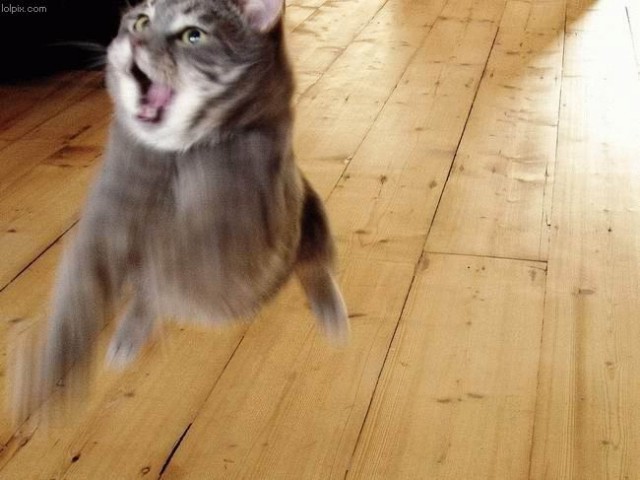 Коты из сети