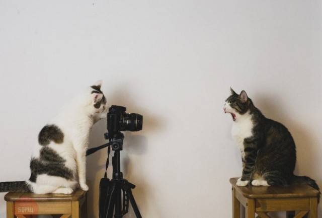 Коты и Кошки
