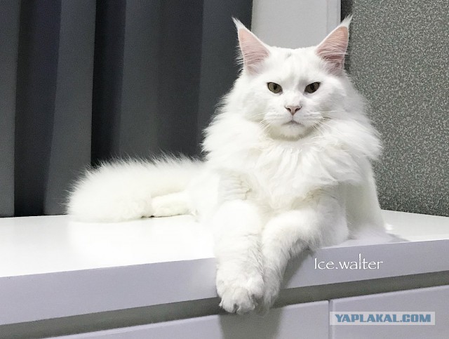 Котовторник 28.11.2017