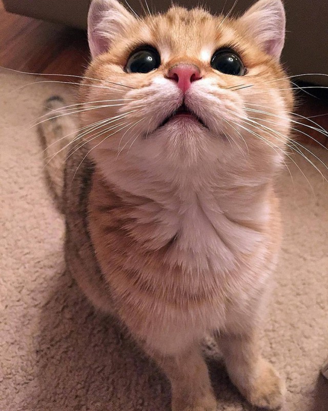 Коты и Кошки